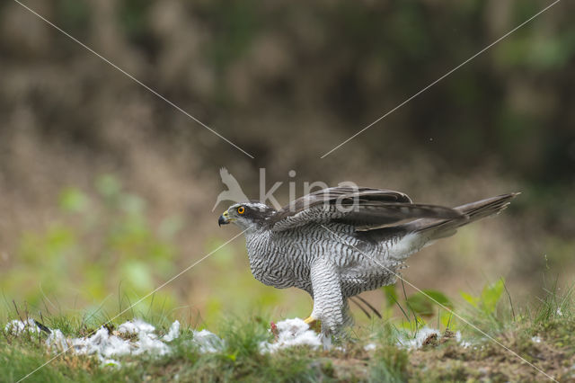 Havik (Accipiter gentilis)