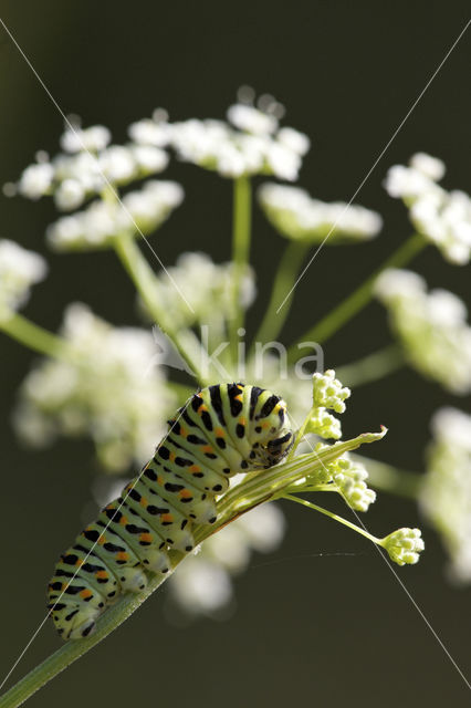 Koninginnepage (Papilio machaon)