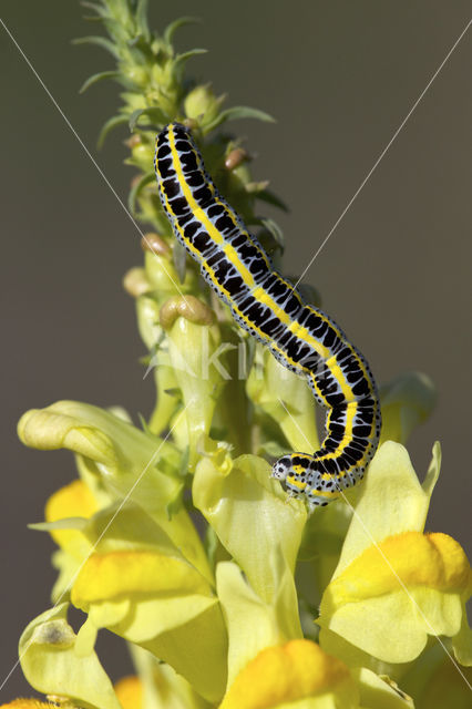 Vlasbekuiltje (Calophasia lunula)