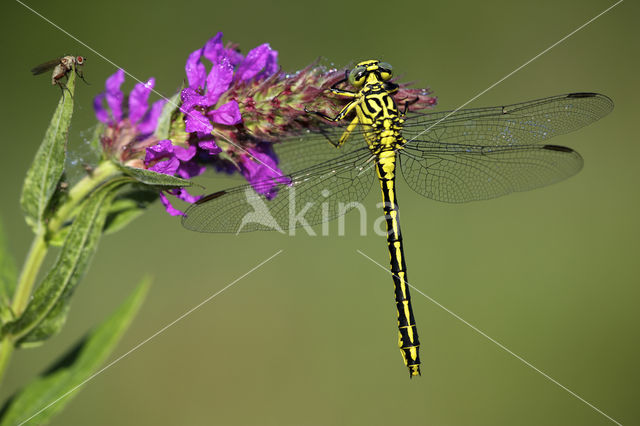 Yellow-legged Dragonfly (Gomphus flavipes)