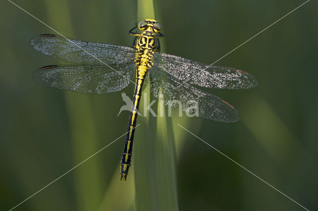 Rivierrombout (Gomphus flavipes)