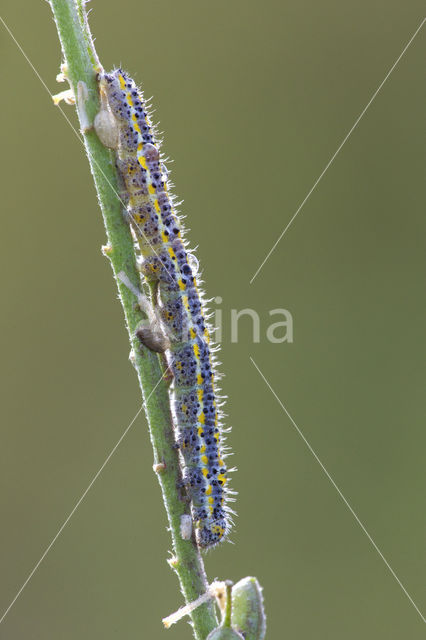 Bath White (Pontia daplidice)