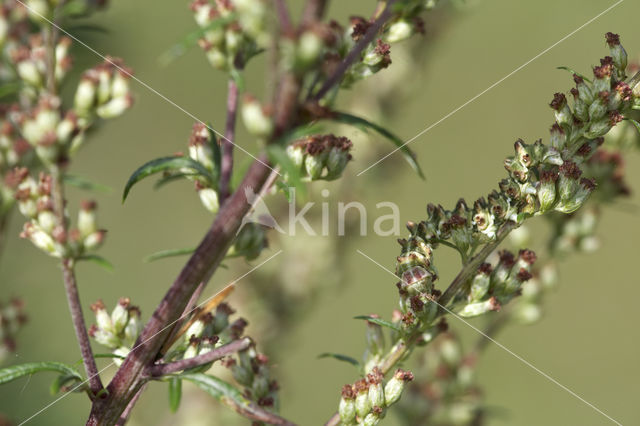 Bijvoetmonnik (Cucullia artemisiae)