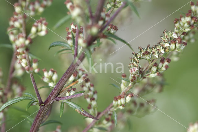 Bijvoetmonnik (Cucullia artemisiae)