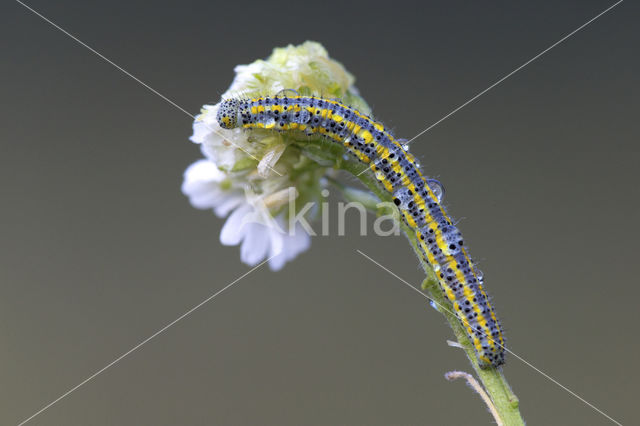 Bath White (Pontia daplidice)