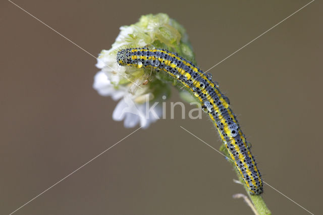 Bath White (Pontia daplidice)