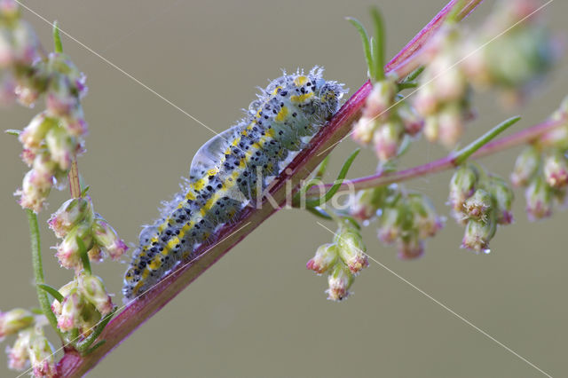 Resedawitje (Pontia daplidice)