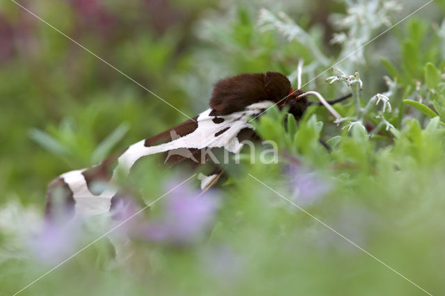 Garden Tiger (Arctia caja)