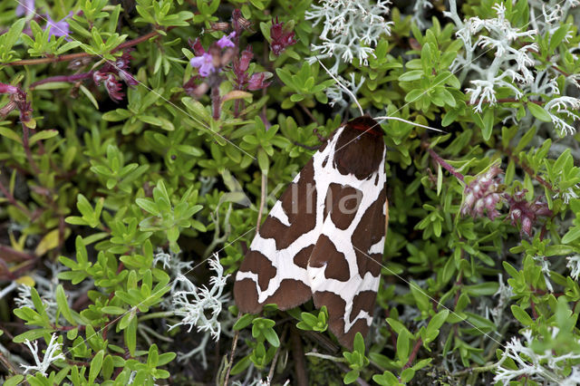 Garden Tiger (Arctia caja)