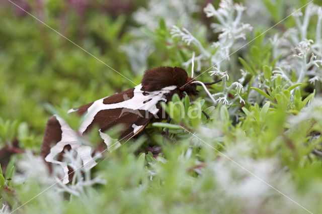 Garden Tiger (Arctia caja)