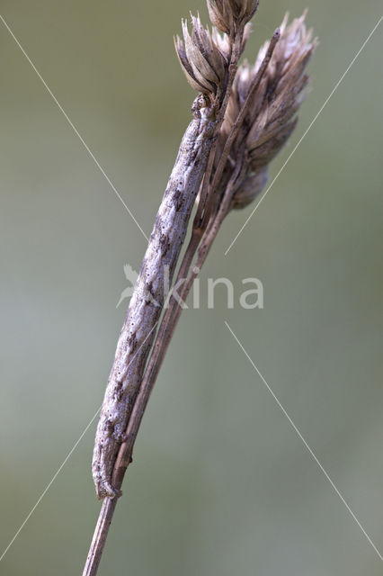 Gewone heispanner (Ematurga atomaria)