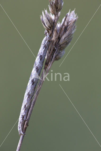 Gewone heispanner (Ematurga atomaria)