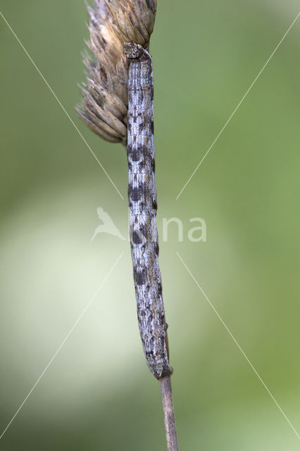 Gewone heispanner (Ematurga atomaria)