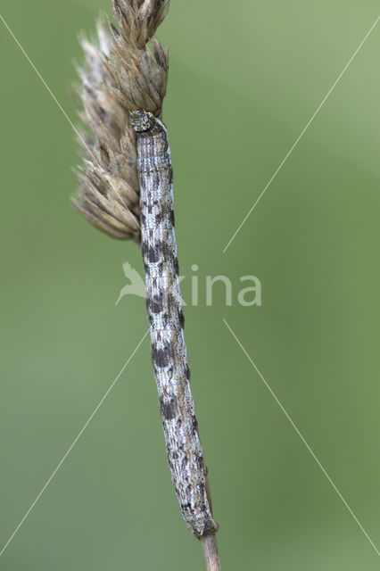 Gewone heispanner (Ematurga atomaria)