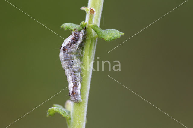 Kameeltje (Notodonta ziczac)