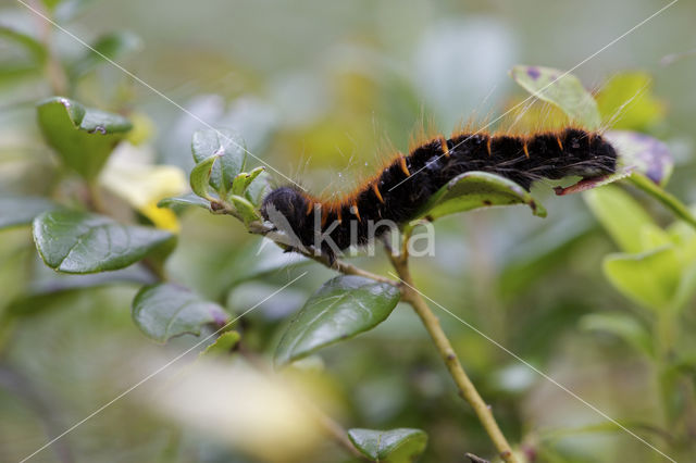 Veelvraat (Macrothylacia rubi)