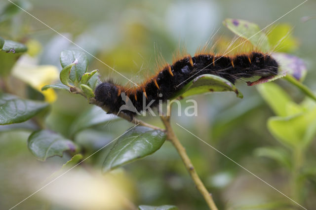 Fox Moth (Macrothylacia rubi)