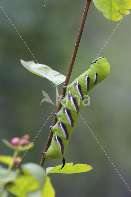 Ligusterpijlstaart (Sphinx ligustri)