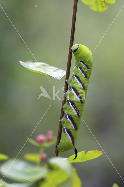 Privet Hawk-moth (Sphinx ligustri)