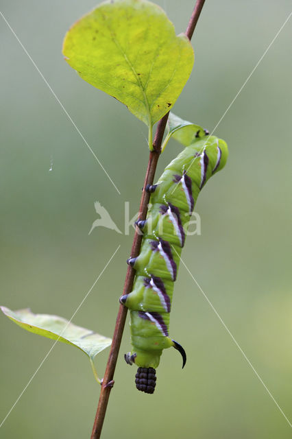 Privet Hawk-moth (Sphinx ligustri)