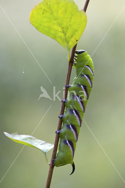 Privet Hawk-moth (Sphinx ligustri)