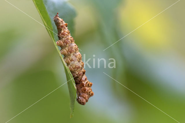 Bleke eenstaart (Falcaria lacertinaria)