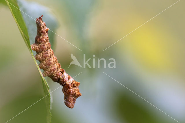 Bleke eenstaart (Falcaria lacertinaria)