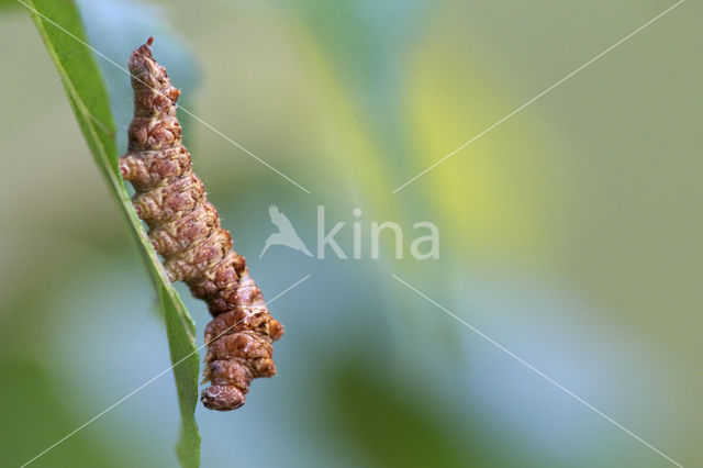 Bleke eenstaart (Falcaria lacertinaria)