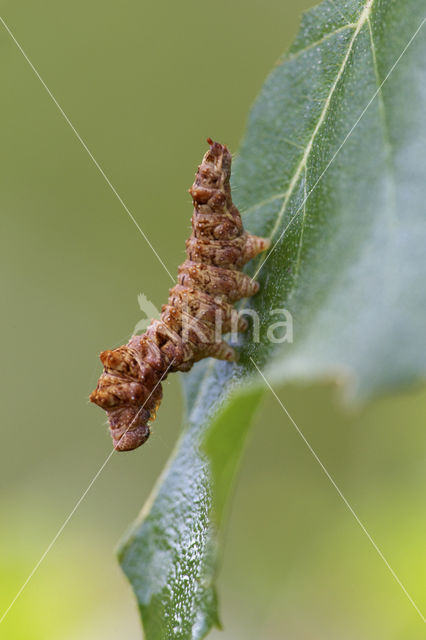 Falcaria lacertinaria