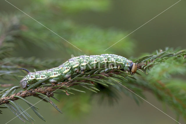 Pine Hawk-moth (Hyloicus pinastri)