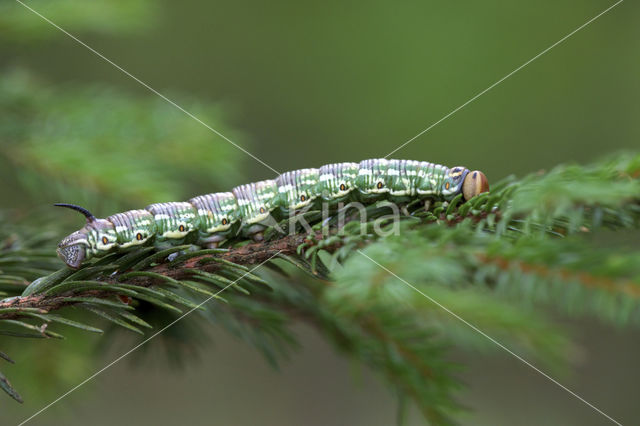 Pine Hawk-moth (Hyloicus pinastri)