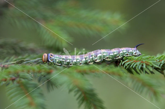 Pine Hawk-moth (Hyloicus pinastri)