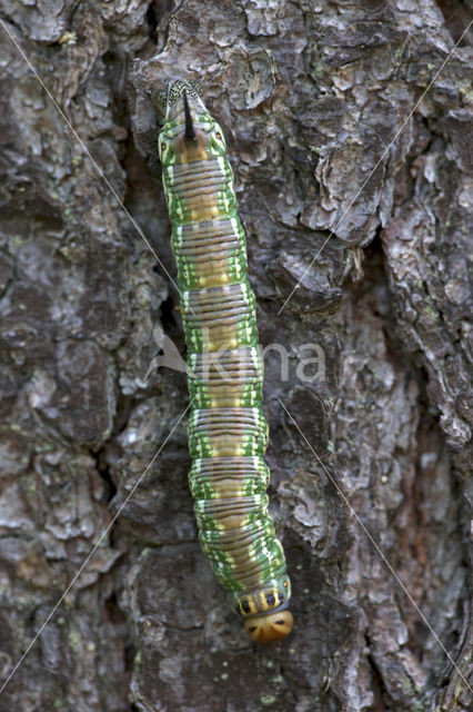 Pine Hawk-moth (Hyloicus pinastri)