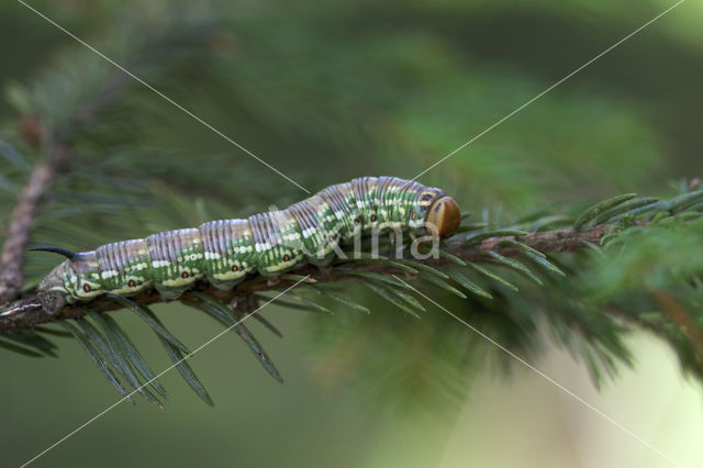 Pine Hawk-moth (Hyloicus pinastri)