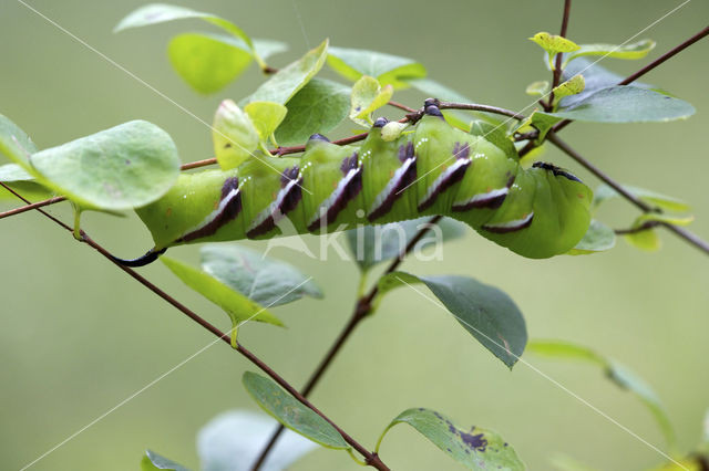 Privet Hawk-moth (Sphinx ligustri)