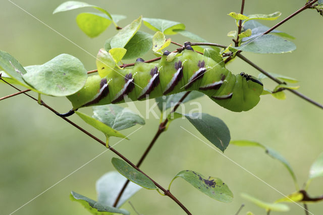 Privet Hawk-moth (Sphinx ligustri)