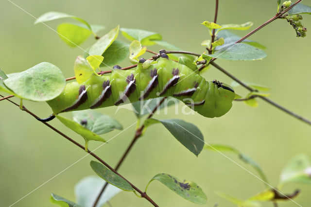 Ligusterpijlstaart (Sphinx ligustri)