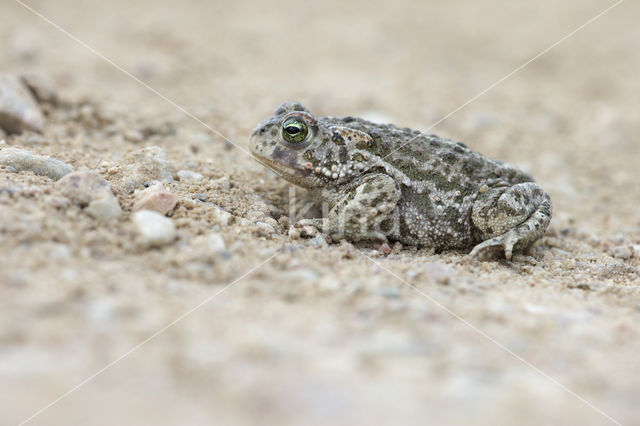 Rugstreeppad (Bufo calamita