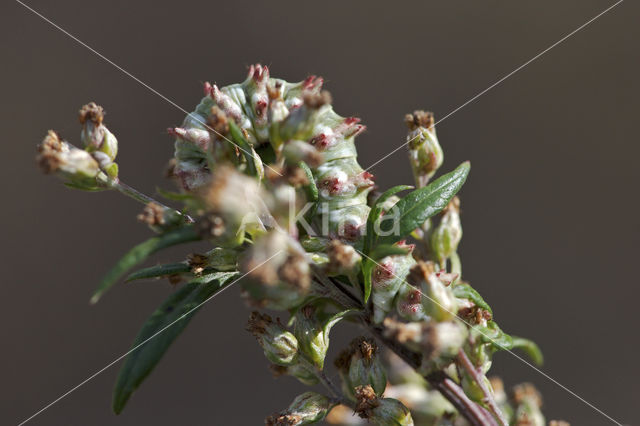 Bijvoetmonnik (Cucullia artemisiae)