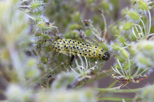 Sitochroa palealis