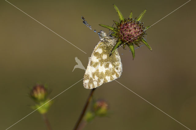 Bath White (Pontia daplidice)