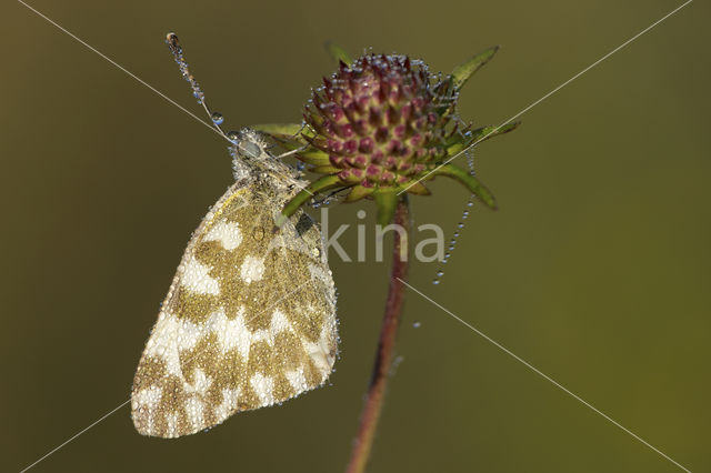 Resedawitje (Pontia daplidice)