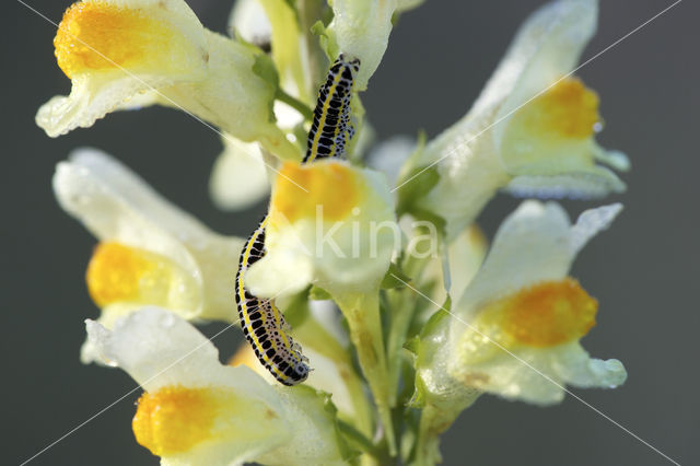 Vlasbekuiltje (Calophasia lunula)