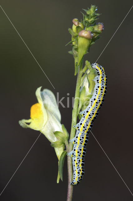 Vlasbekuiltje (Calophasia lunula)