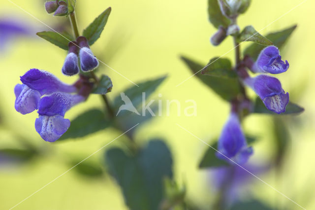 Blauw glidkruid (Scutellaria galericulata)