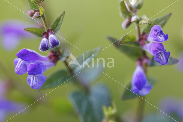 Blauw glidkruid (Scutellaria galericulata)