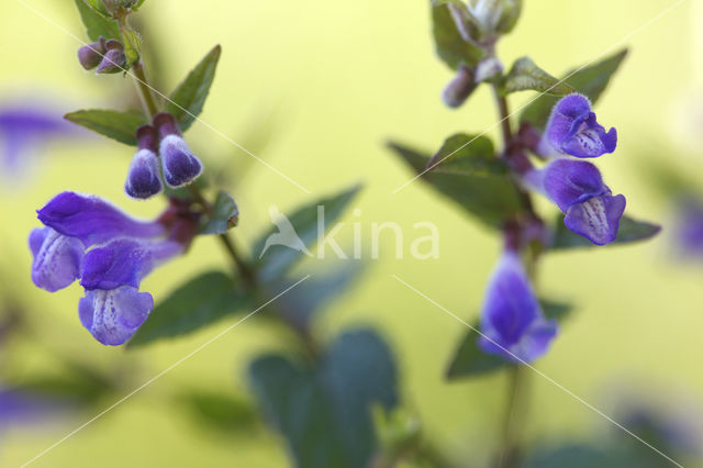 Skullcap (Scutellaria galericulata)