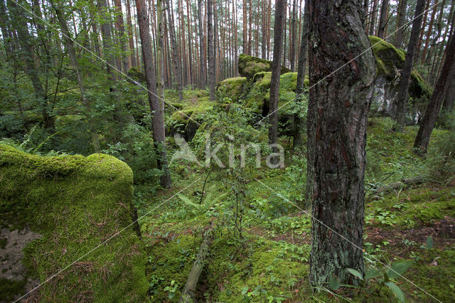 Biebrza National Park