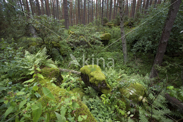 Biebrza National Park