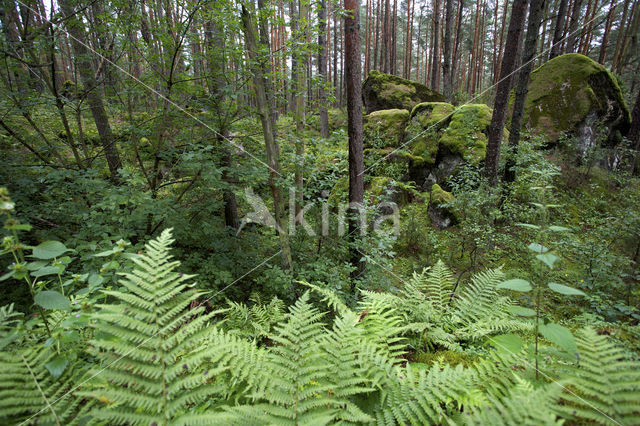 Biebrza National Park